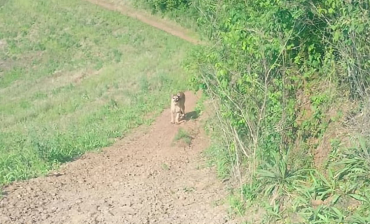 Capa Homem fica "cara a cara" com onça-parda na área rural de Esperança do Sul