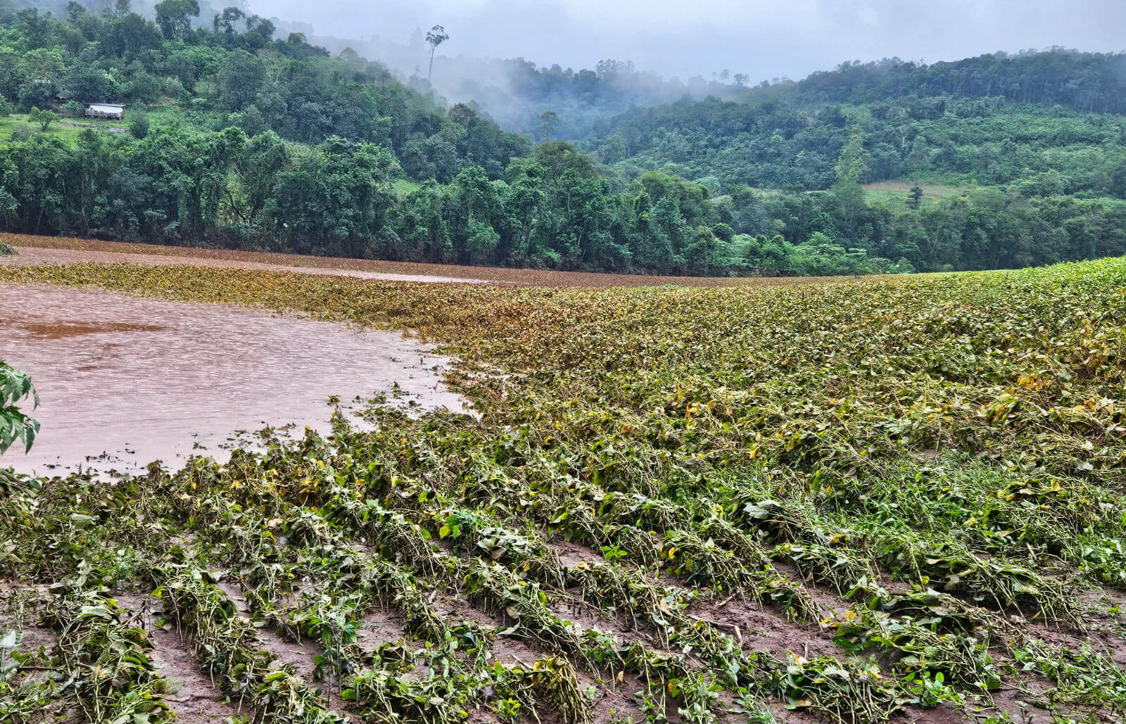 Capa Perdas na safra de soja da região chegam a 60 mil toneladas