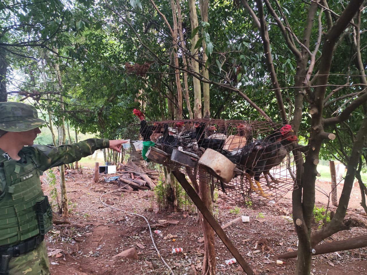 Capa Operação flagra maus-tratos a animais e apreende armas em Trindade do Sul