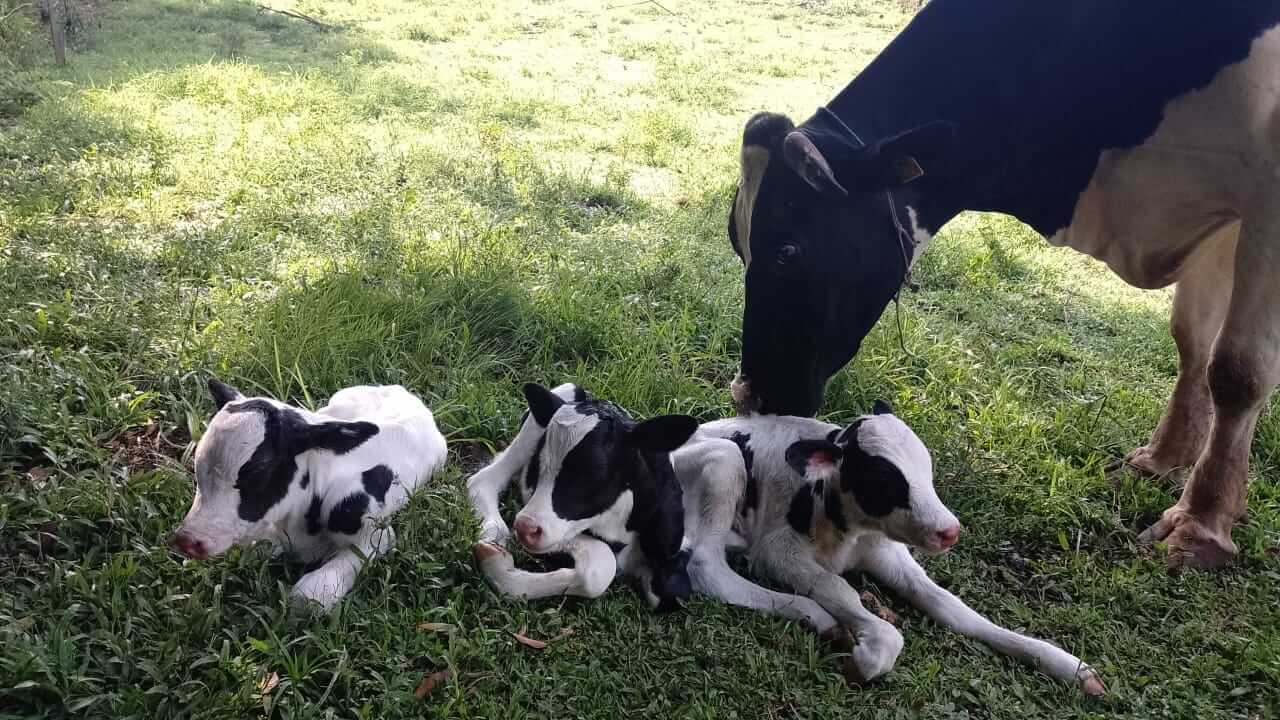 Capa Vaca holandesa dá à luz a trigêmeos em Santa Maria do Herval