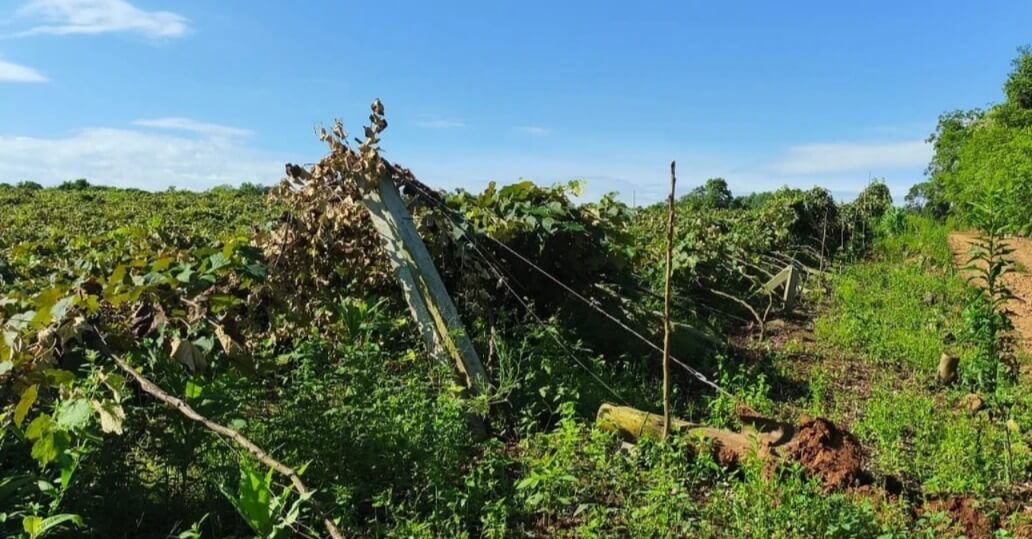 Capa Polícia Civil investiga destruição de parreiras no interior de Alpestre