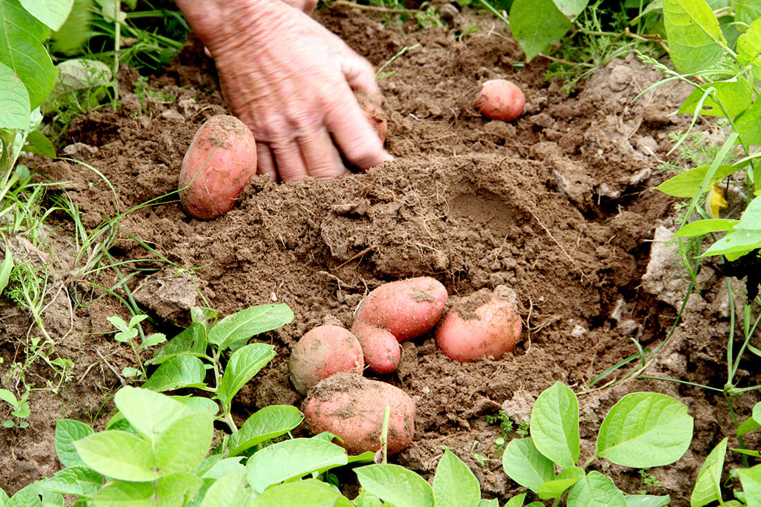 Capa Agricultores familiares já podem consultar produtos com direito a bônus em abril