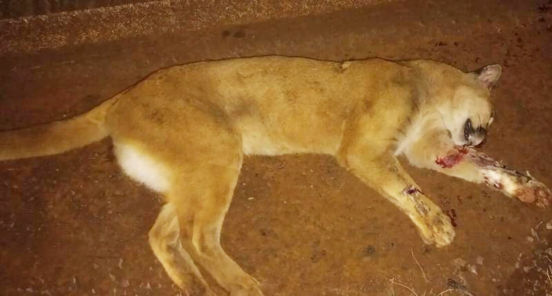 Capa Onça-parda morre atropelada na ERS-218 em Santo Ângelo