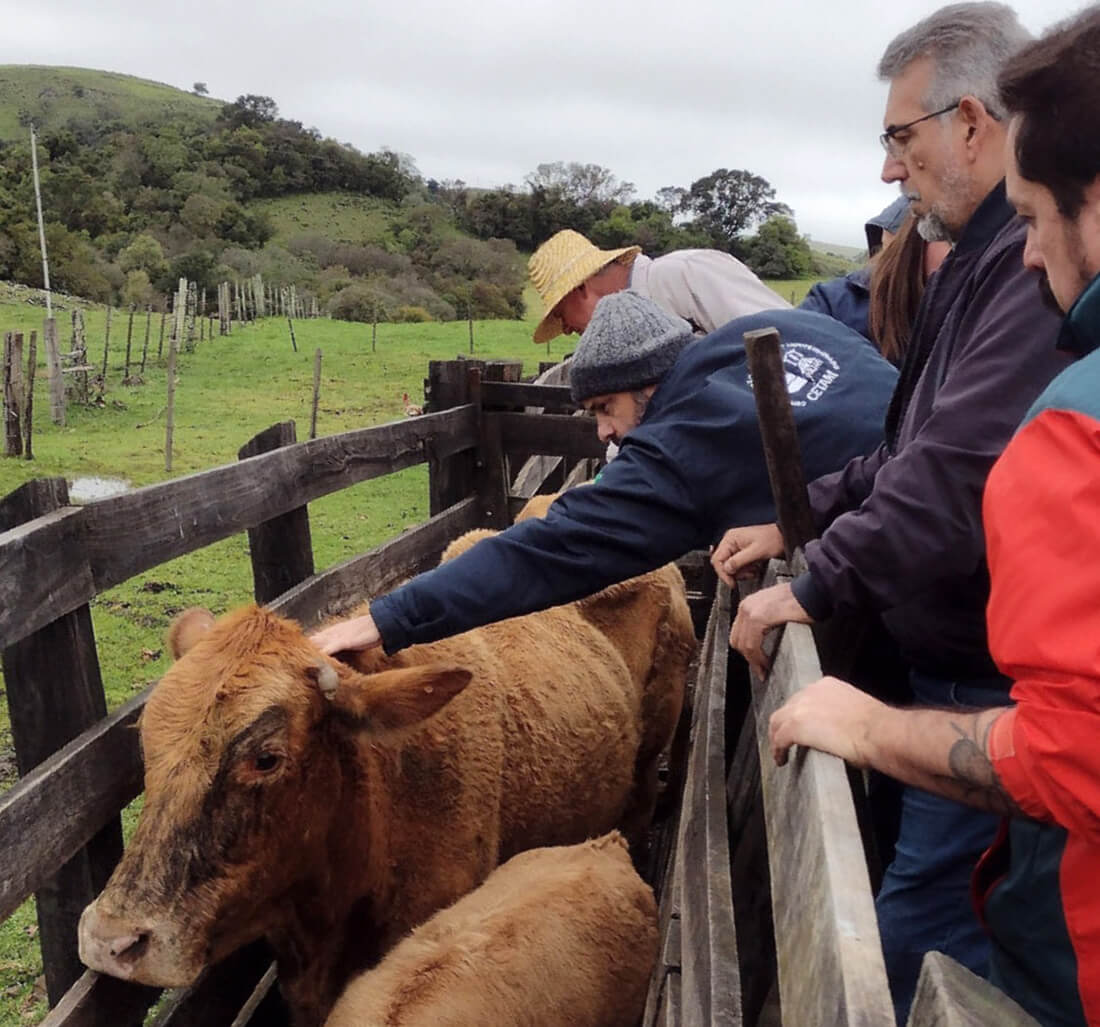 Capa Sanidade animal é essencial para sustentabilidade da pecuária no Rio Grande do Sul