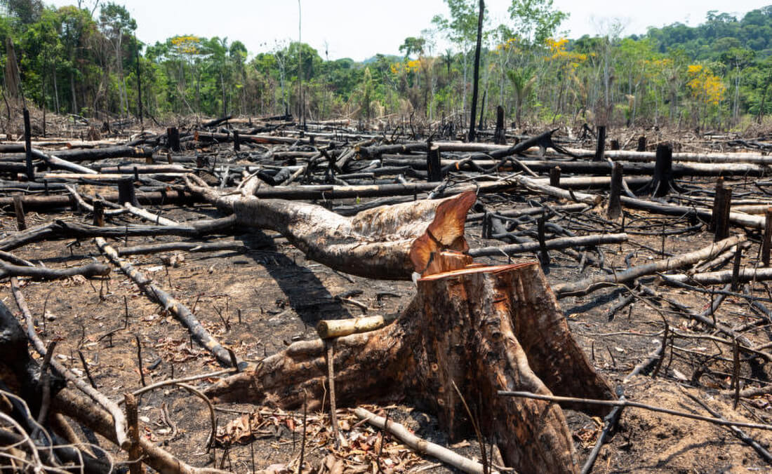 Capa INPE aponta que desmatamento na Amazônia caiu pela metade em 2023