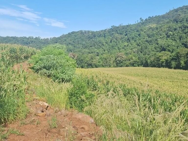 Capa Equipe ambiental flagra destruição de vegetação nativa em Palmitinho