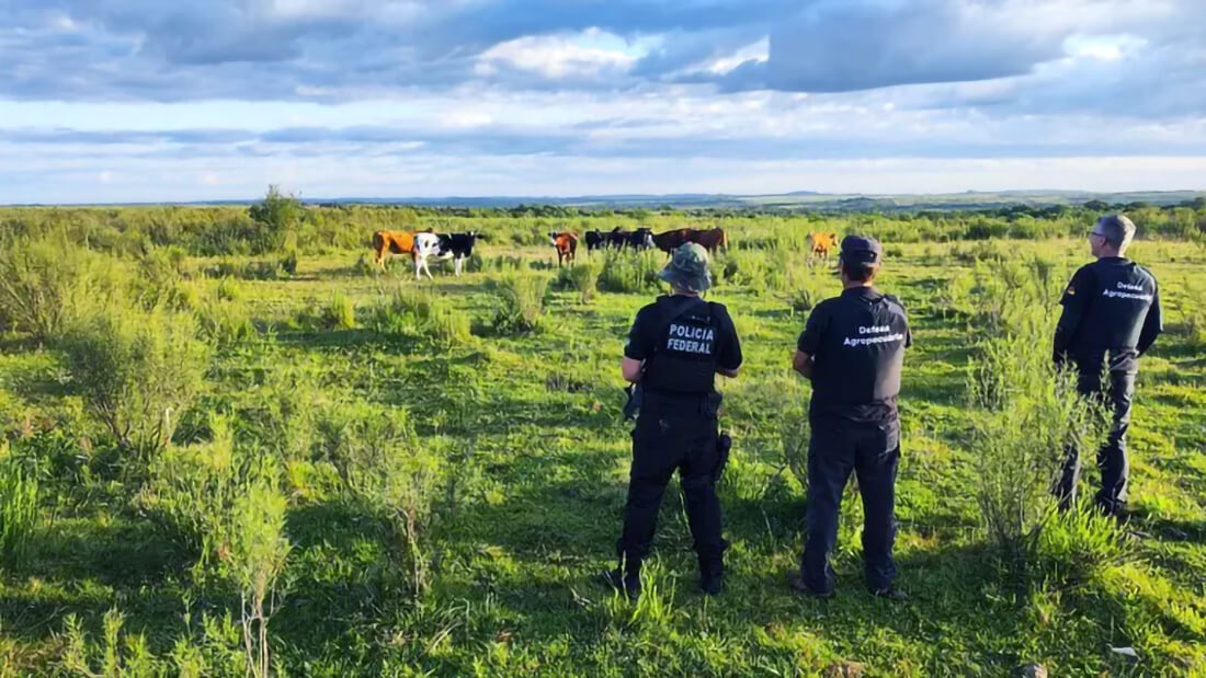 Capa Operação Manada: PF prende suspeitos de contrabando de gado do Uruguai para o Brasil