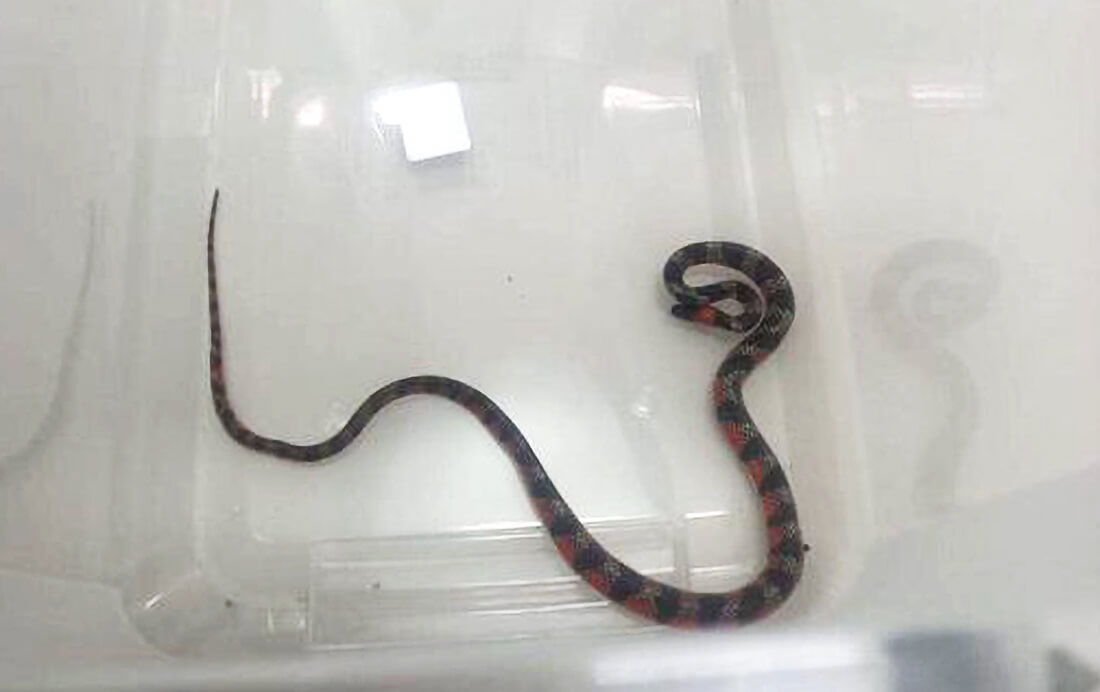 Capa Bombeiros Voluntários capturam cobra coral em Centro Clínico de Tenente Portela