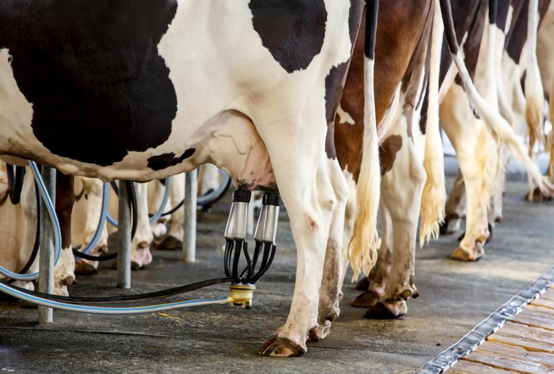Capa Produtores de leite do RS voltam a ter margem positiva, mas cobram remuneração sustentável
