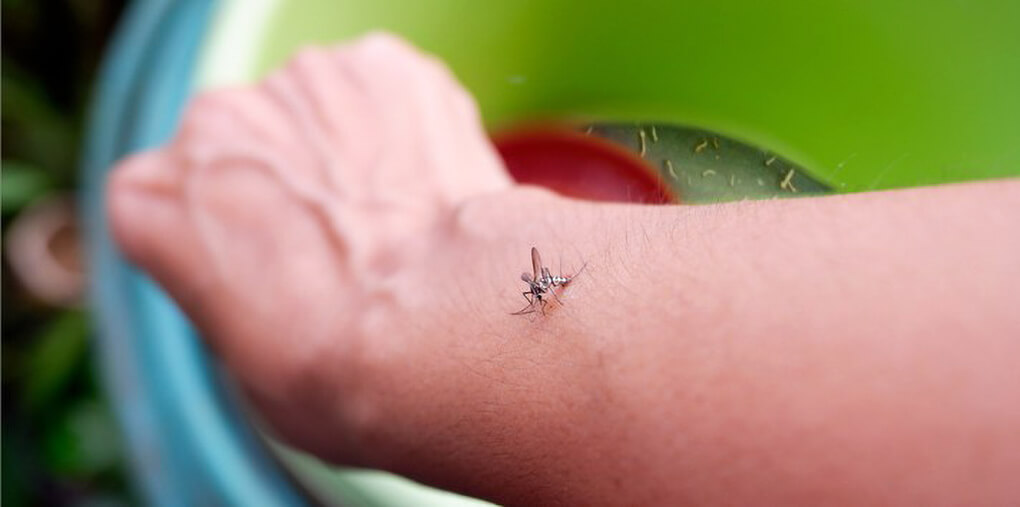 Capa Ministério da Saúde lança campanha nacional de controle da dengue, zika e chikungunya
