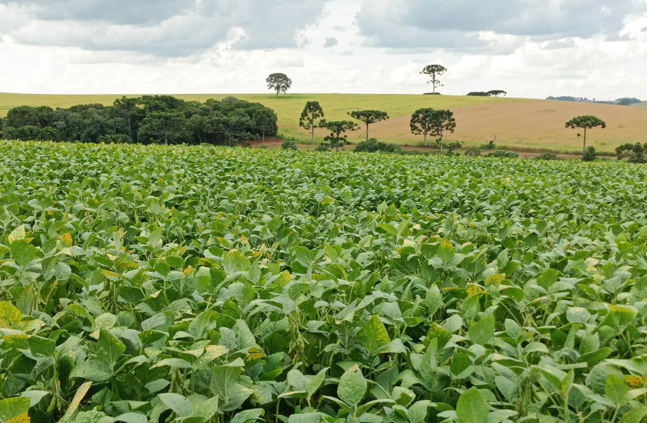 Capa Lavouras de soja sofrem com falta de chuvas na região