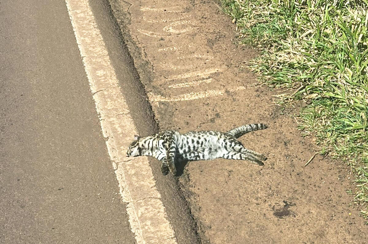 Capa Filhote de jaguatirica é encontrado morto em rodovia de Miraguaí
