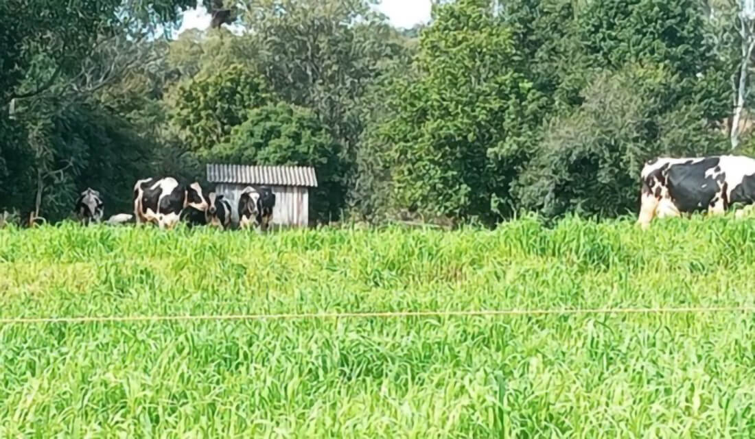Capa Forrageiras de inverno garantem alimentação para rebanho gaúcho