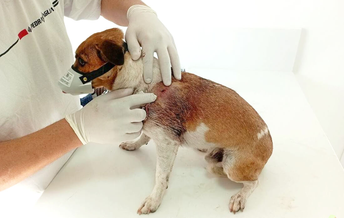 Capa Batalhão Ambiental flagra cão vítima de maus-tratos em Nonoai