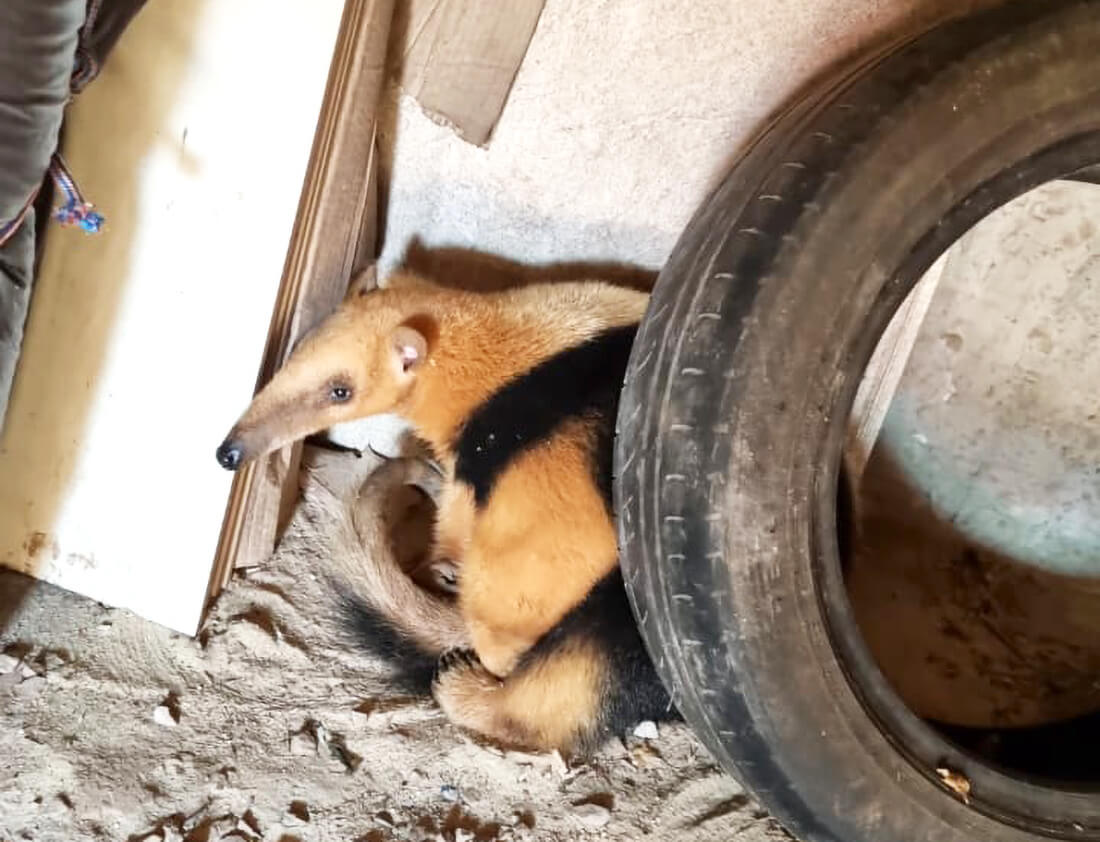 Capa Tamanduá-mirim é encontrado em residência no centro de Seberi
