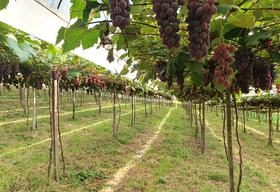 Capa Safra de uva 2024/2025 na Serra Gaúcha surpreende com produção recorde