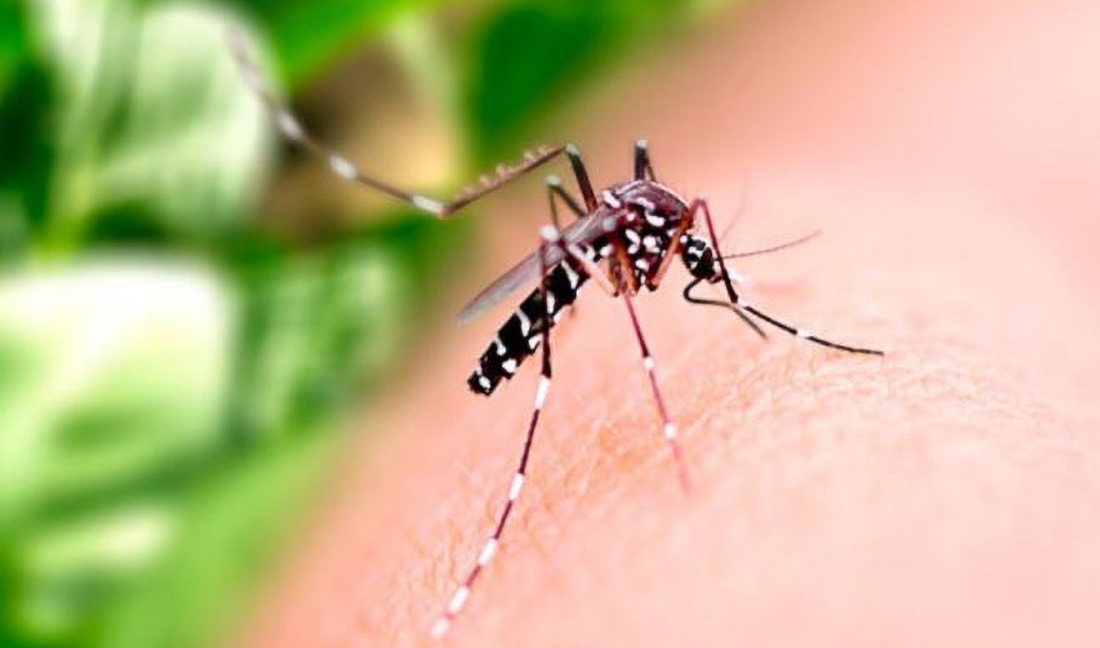 Capa Brasil registra 21 mortes por dengue em janeiro