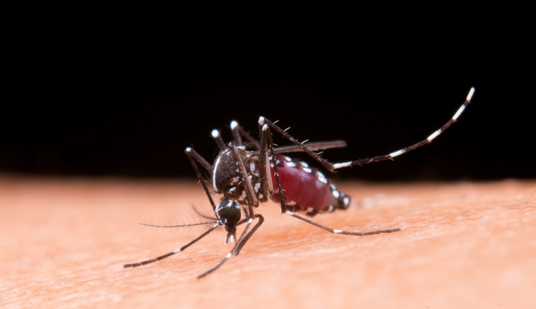 Capa Confirmada primeira morte por dengue no Rio Grande do Sul em 2025