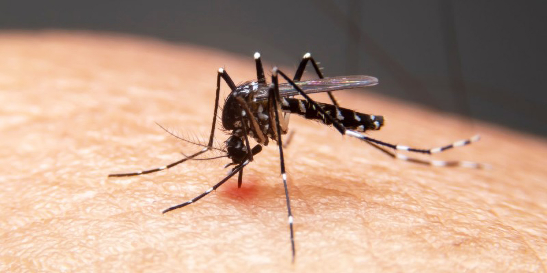 Capa Brasil confirma primeiras mortes por febre do Oropouche no mundo