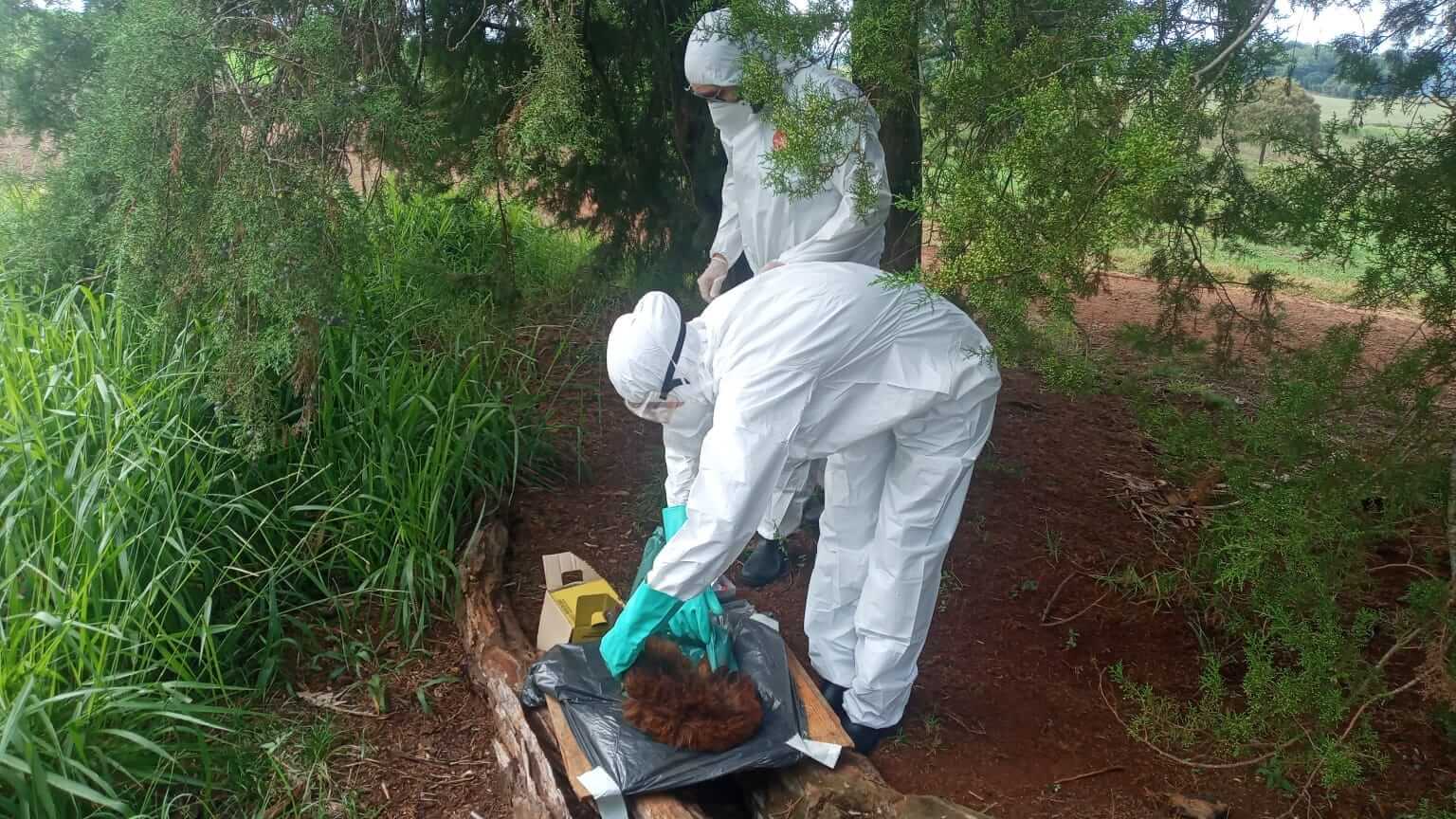 Capa Boa Vista das Missões: morte de Bugio é investigada