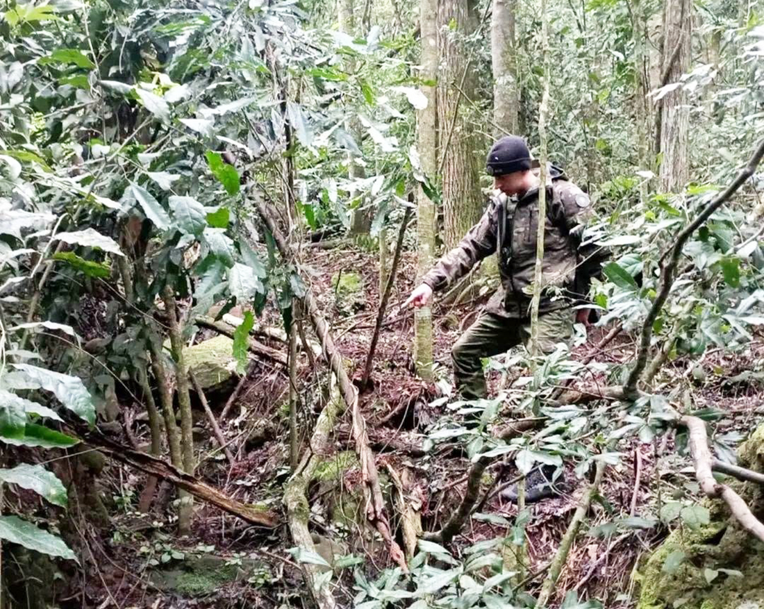 Capa Operação da Brigada Militar combate desmatamento ilegal no interior de Alpestre
