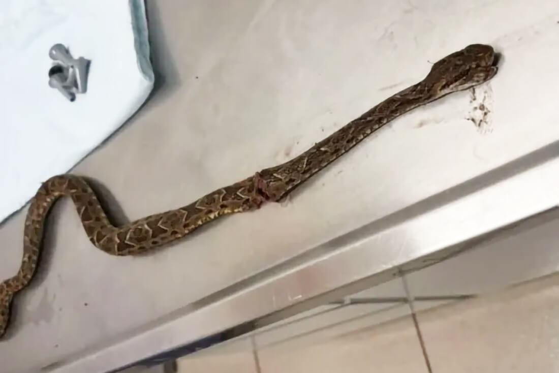 Capa Criança é picada por jararaca durante pescaria em Três Passos