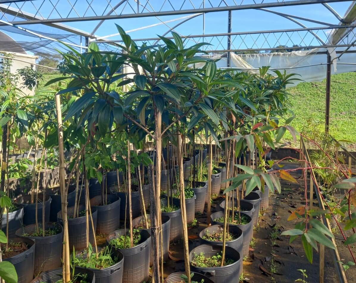 Capa Programa Arboriza Frederico entra em nova fase