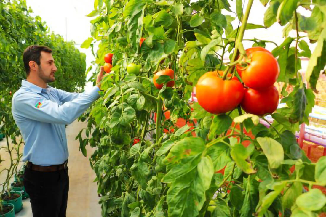Capa Emater aponta queda no preço do tomate e impactos climáticos nas olerícolas