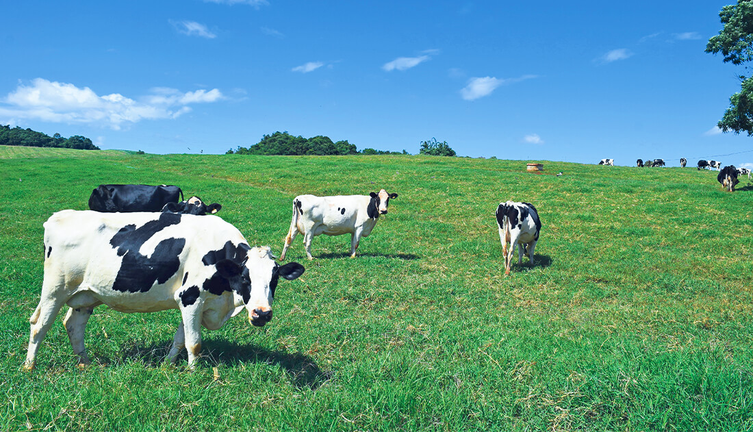 Capa Preço pago ao produtor de leite registra queda de 7,05% no Rio Grande do Sul