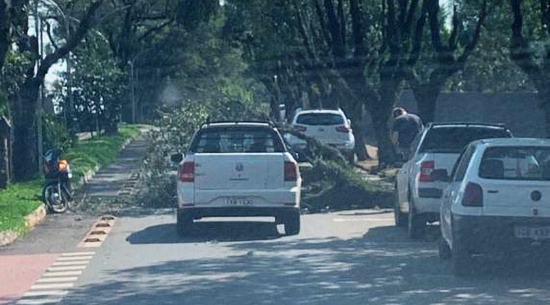 Capa Árvore cai sobre motociclista em Três de Maio
