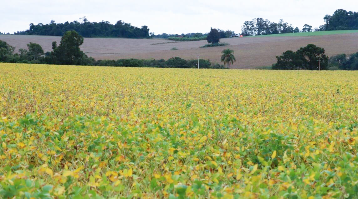 Capa Estiagem provoca queda de 30% na produção de soja do RS, indica balanço da Emater