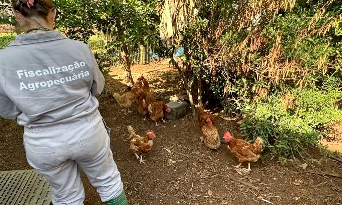 Capa Anvisa autoriza testes da vacina contra a gripe aviária em humanos