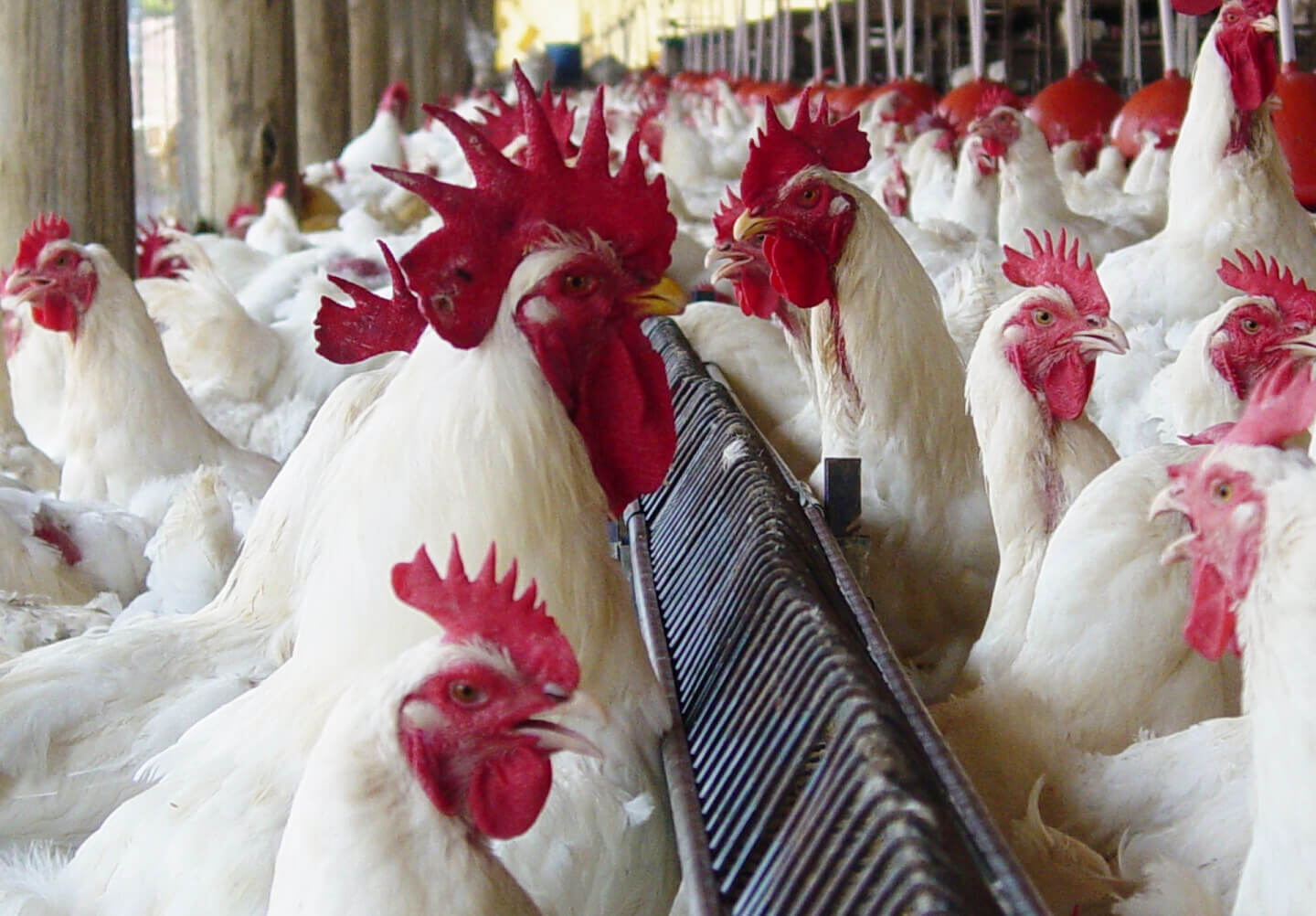 Capa Confirmado no RS o primeiro caso de influenza aviária em granja comercial do Brasil