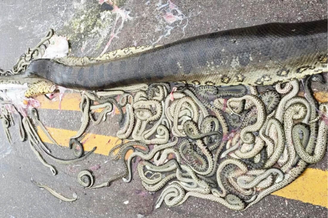 Capa Sucuri grávida é atropelada e expulsa cerca de 40 filhotes em estrada de Mato Grosso