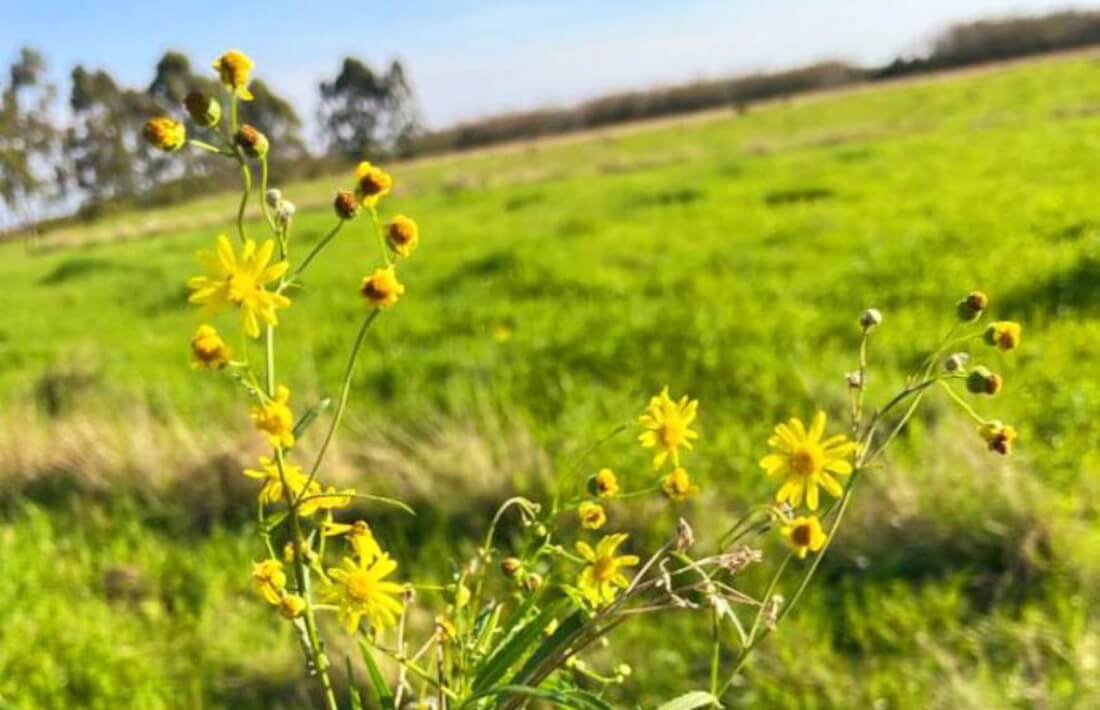 Capa Planta tóxica mata até 42 mil cabeças de gado por ano no Rio Grande do Sul