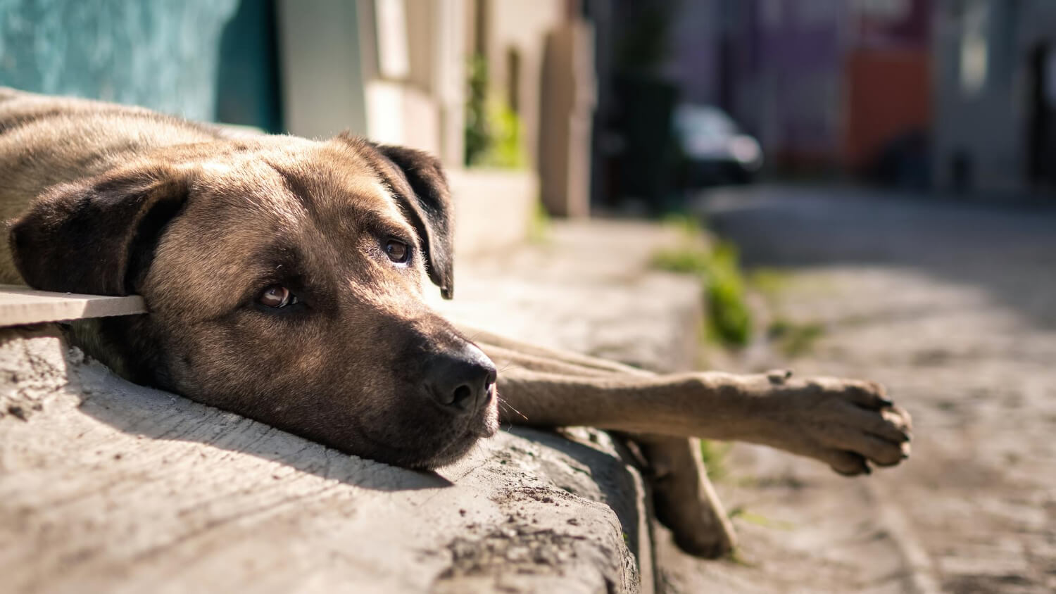 Capa Cães soltos na rua agora pode dar multa em Santa Catarina