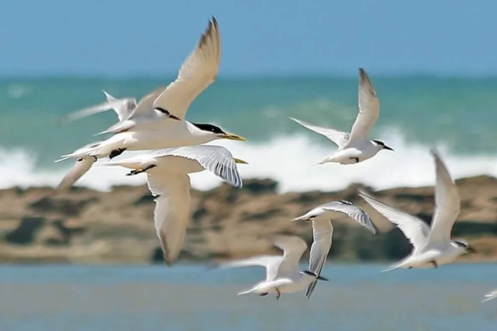 Capa Brasil registra primeiros casos de Influenza Aviária de Alta Patogenicidade em aves silvestres