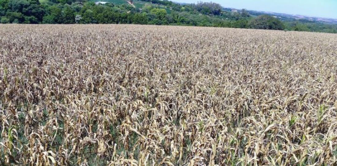 Capa Produtores e parlamentares gaúchos pressionam por mais ajuda financeira