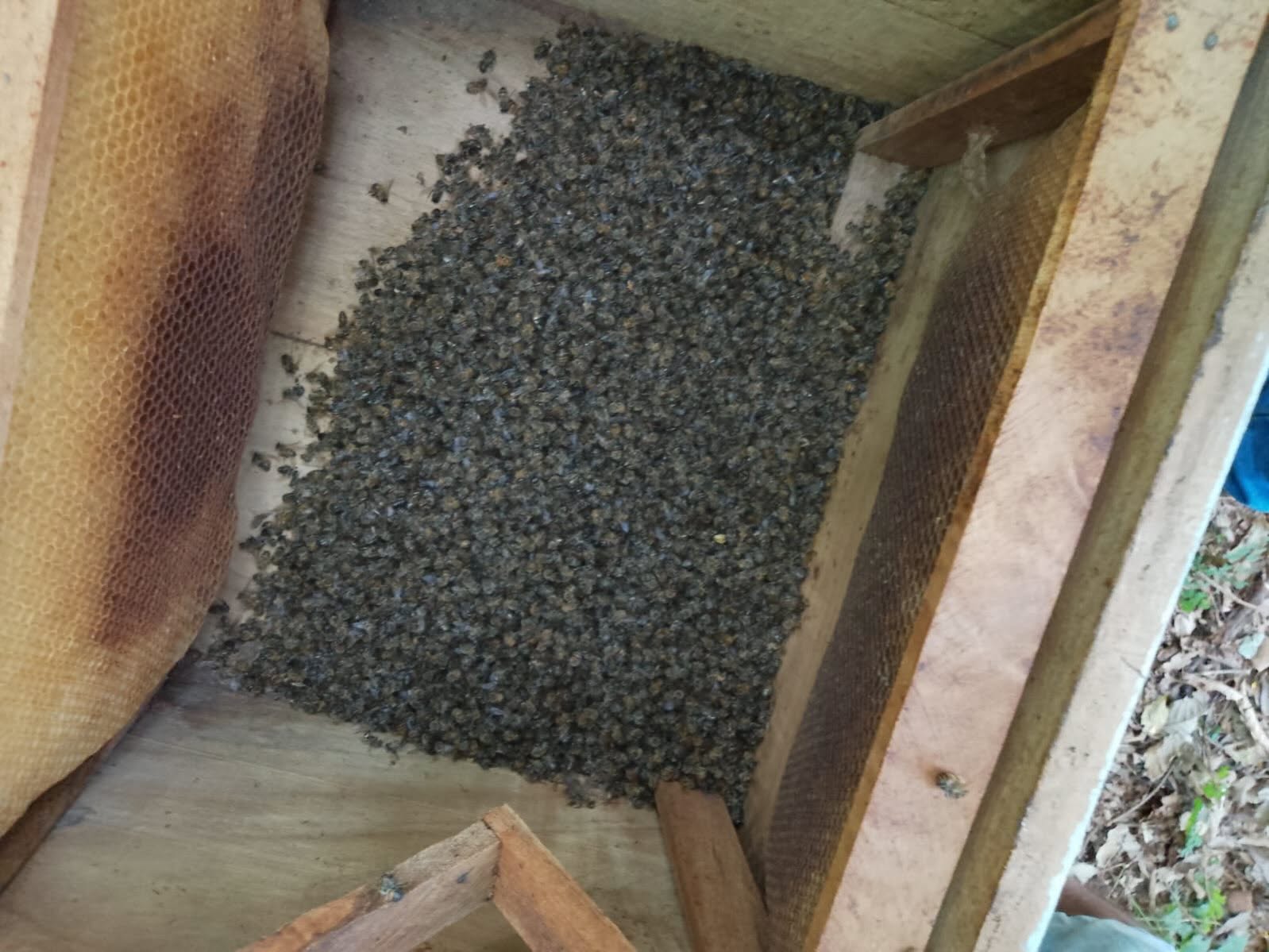 Capa Mortalidade de abelhas provoca perda de 30 colmeias em Constantina