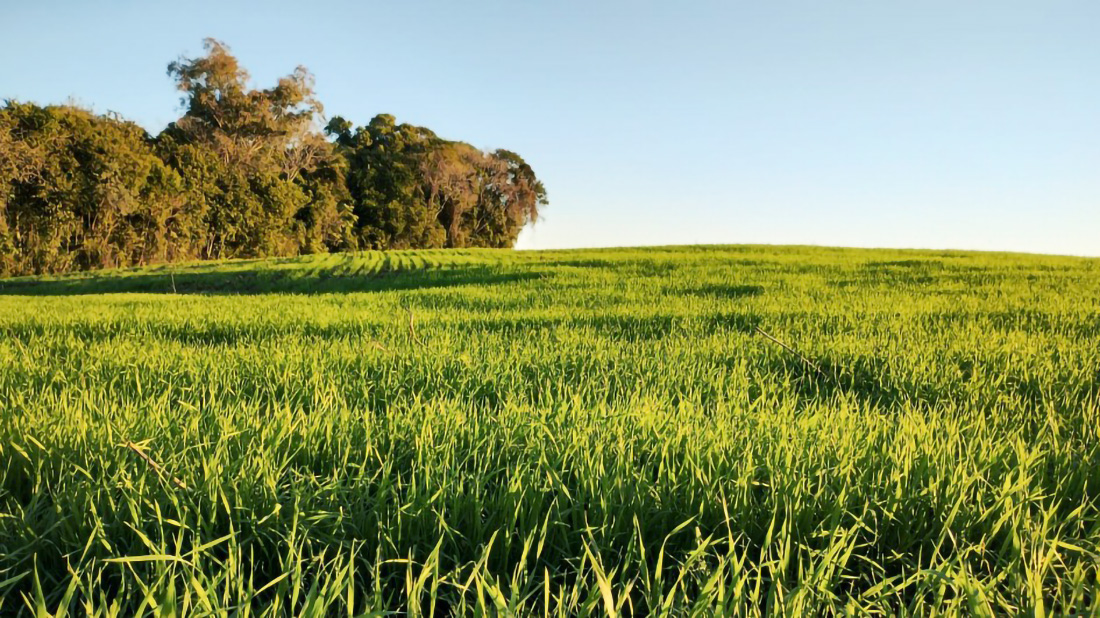 Capa Lavouras de trigo no RS se desenvolvem bem, com expectativa de rendimento positiva