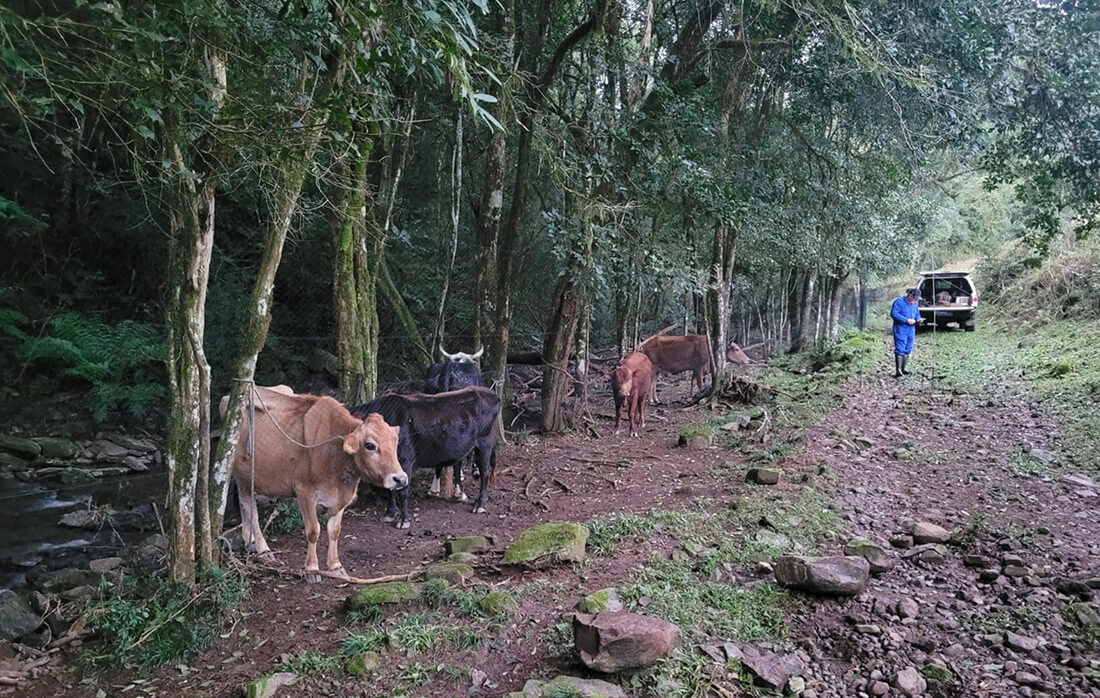 Capa Focos de raiva herbívora no Noroeste gaúcho mobilizam vacinação emergencial