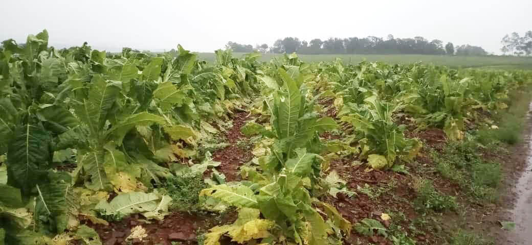 Capa Granizo causa estragos também em lavouras da região