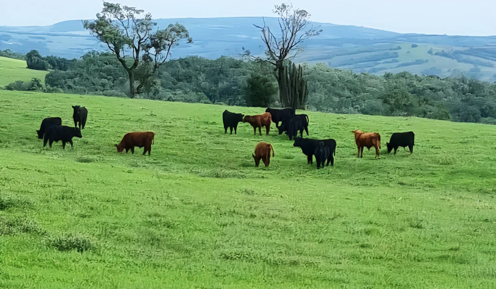 Capa Tecnologia usada em pastagens de inverno aumenta produtividade e lucro para pecuaristas