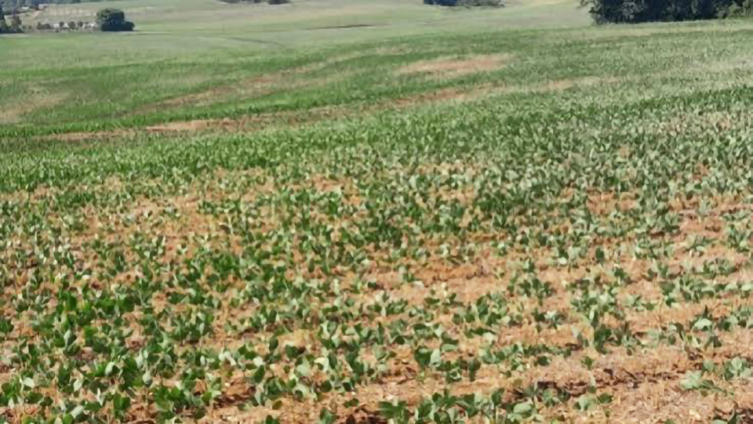 Capa Coronel Bicaco decreta situação de emergência devido à estiagem