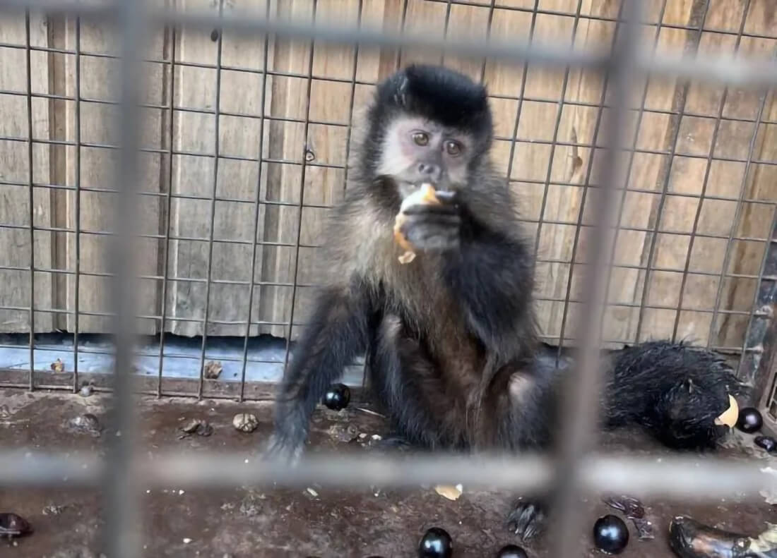 Capa Macaco-prego mantido em cativeiro é resgatado no Noroeste do RS