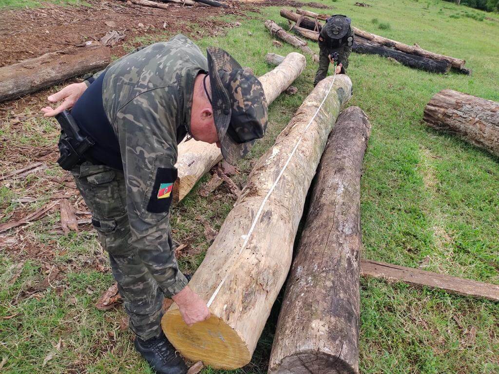 Capa Batalhão Ambiental da BM flagra depósito ilegal de madeira nativa em Trindade do Sul