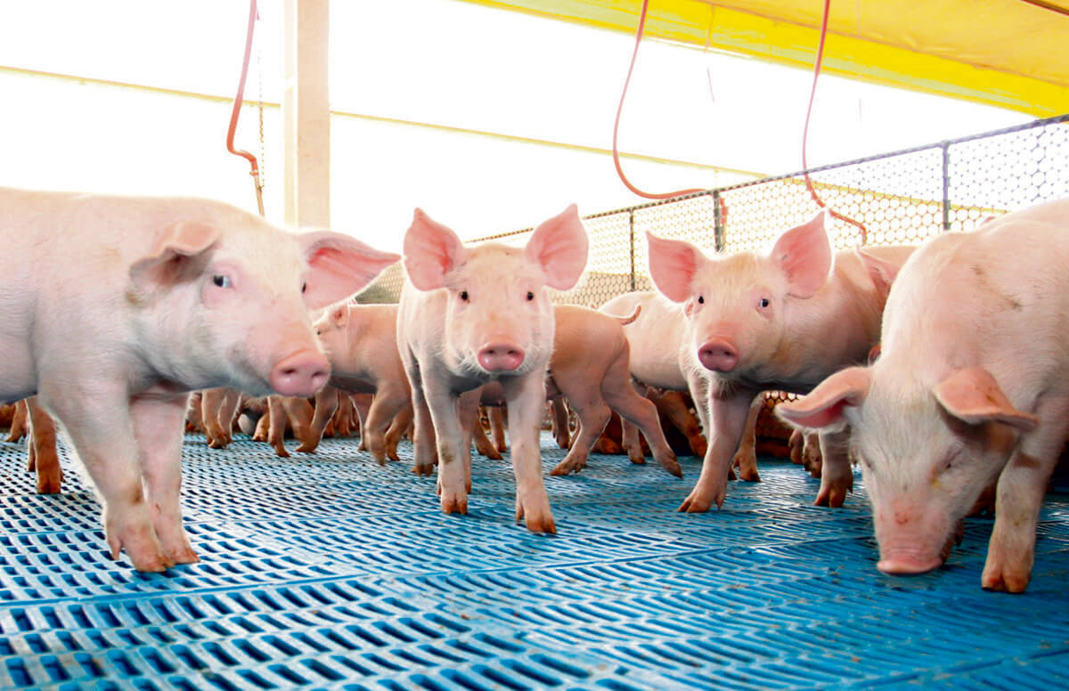 Capa Exportações de carne suína confirma recorde e totaliza 138,3 mil toneladas em julho