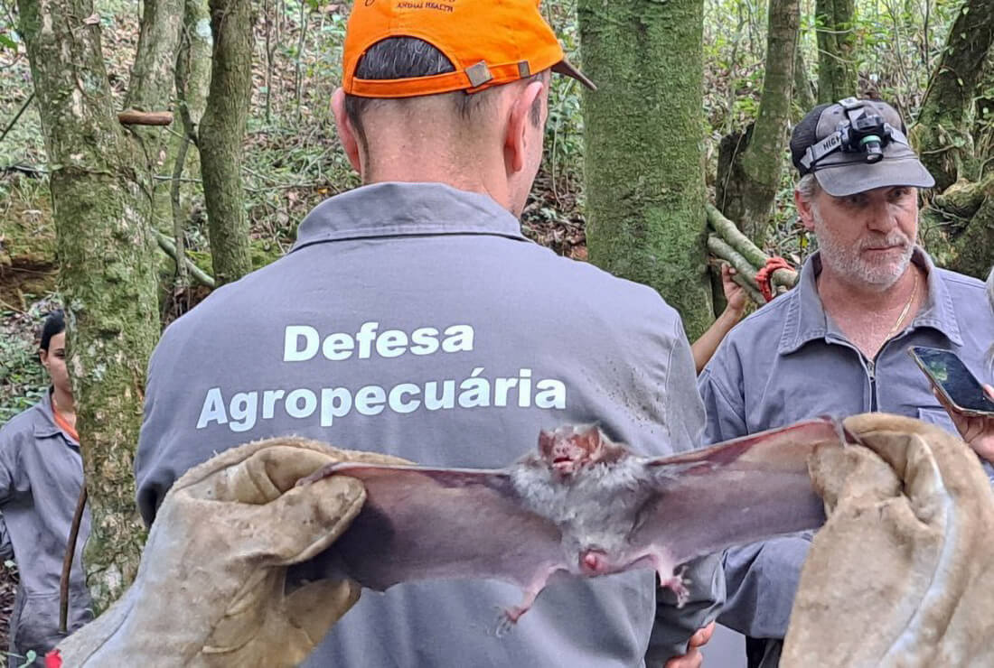 Capa Rio Grande do Sul registra 78 casos de raiva herbívora em 2023