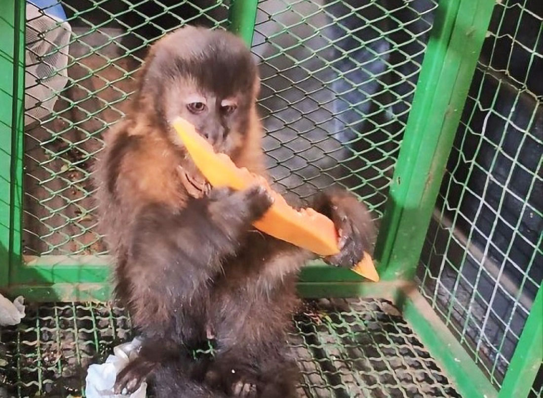 Capa Homem é preso por crime contra a fauna em Tenente Portela