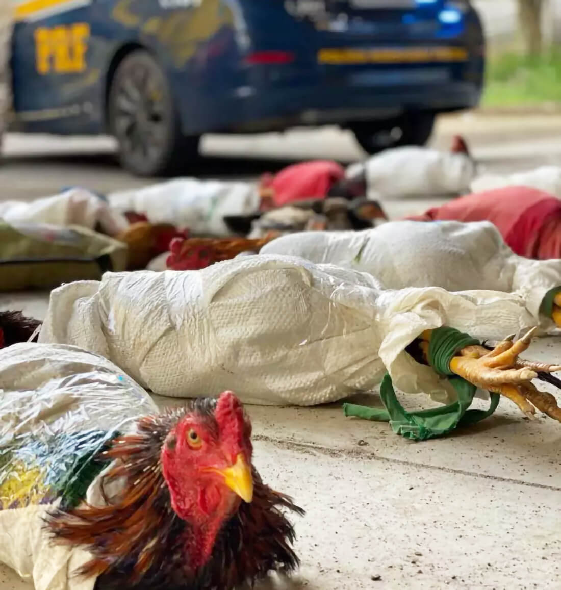 Capa PRF flagra transporte ilegal de 25 galos de rinha em Ijuí e prende dois homens